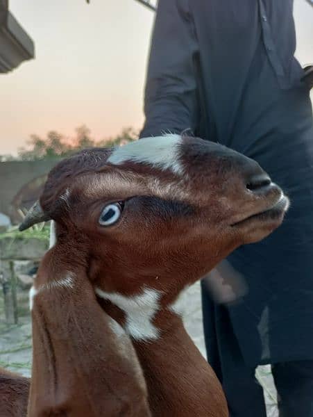 Desi Female Goat Fresh 2 teeth for sale 10