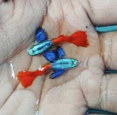 fancy guppies