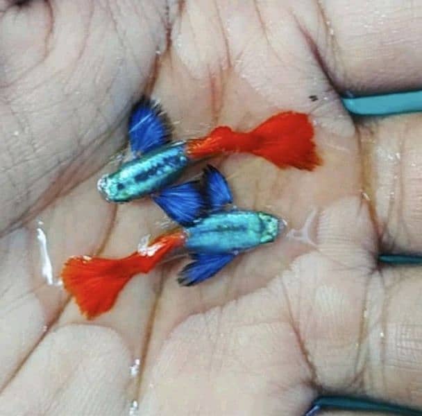 fancy guppies 0