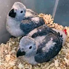 African Grey parrot cheeks for sale 0315=0480=201