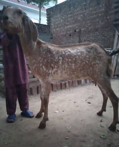 pure makhi chini goats