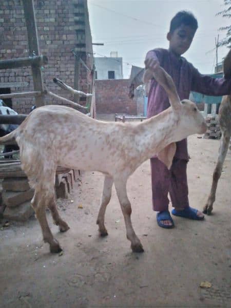 pure makhi chini goats 1