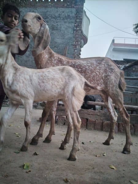 pure makhi chini goats 2