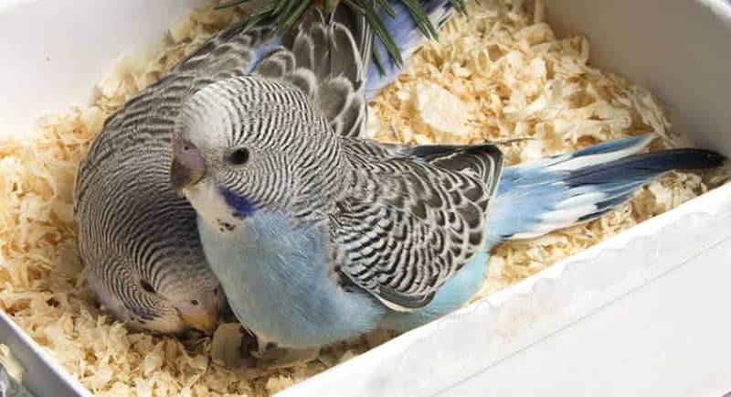 Home breed budgies young bajri pathy pair 0