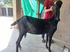 Goat Sahiwal Nasal 0