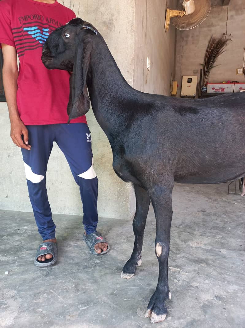 Goat Sahiwal Nasal 2