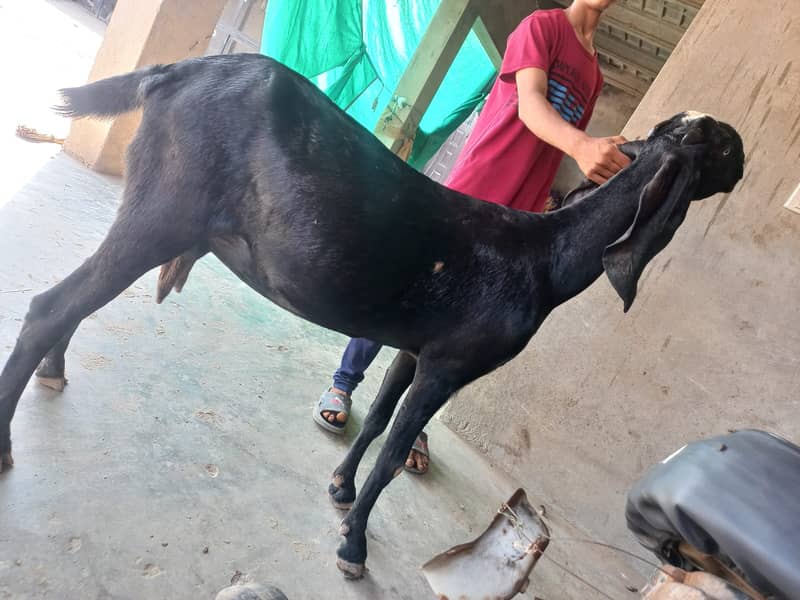 Goat Sahiwal Nasal 3