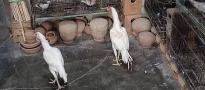 white aseel pair suncanor tame