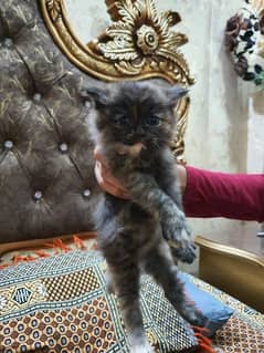 3 cat baby  Female Persian 3 pice