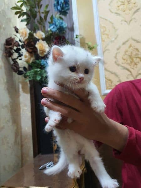 3 cat baby  Female Persian 3 pice 1