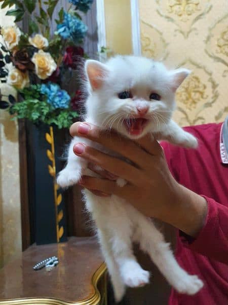 3 cat baby  Female Persian 3 pice 2