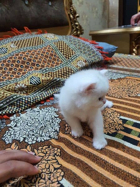 3 cat baby  Female Persian 3 pice 3