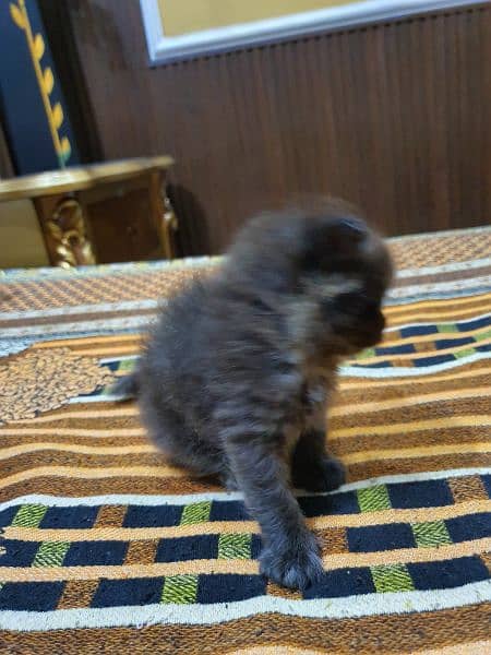 3 cat baby  Female Persian 3 pice 4