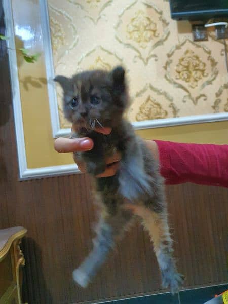 3 cat baby  Female Persian 3 pice 5