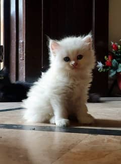 persian kitten pair