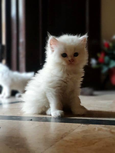 persian kitten pair 1