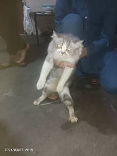 Cat for sell (Persian Tripple coat) 0