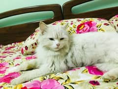 Persian cat for sale 0