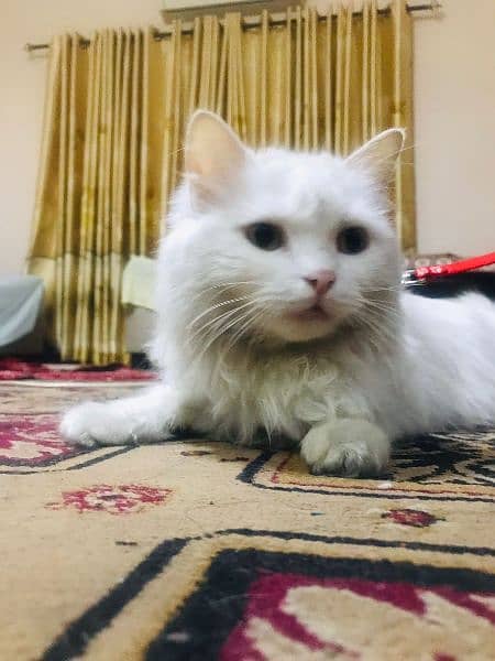 Persian cat for sale 1