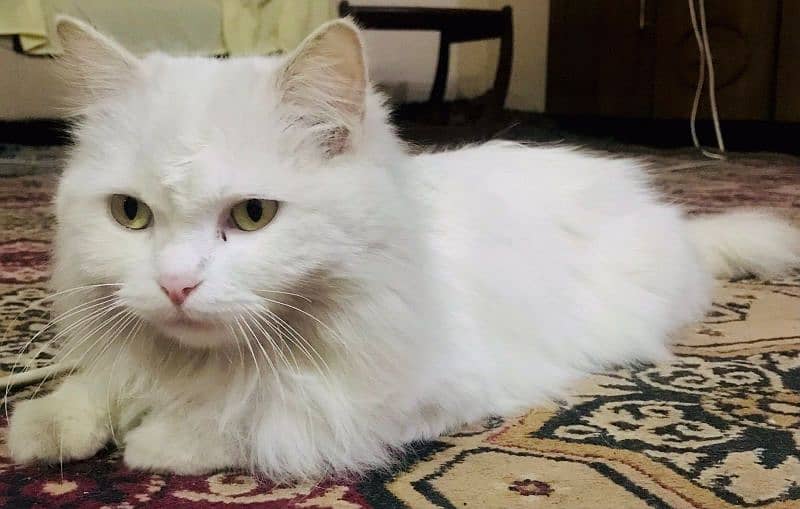 Persian cat for sale 3