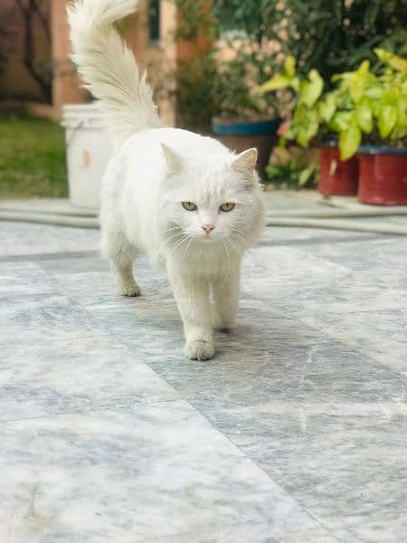 Persian cat for sale 4