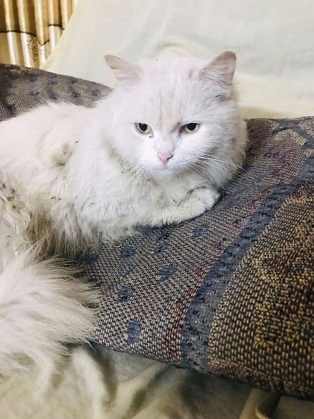 Persian cat for sale 9