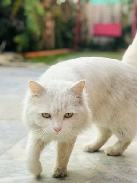 Persian cat for sale 10