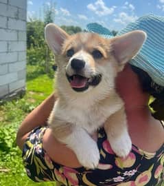 Corgi Puppies available for import