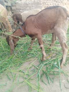 Bakra For Sale