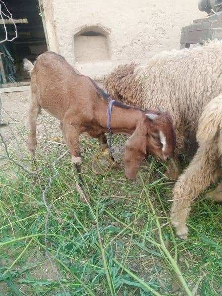 Bakra For Sale 1