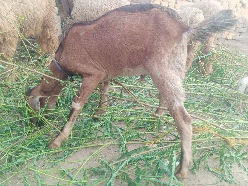 Bakra For Sale 2