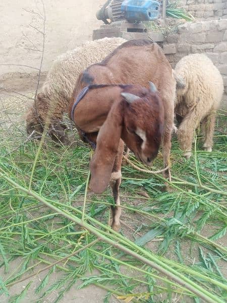 Bakra For Sale 3