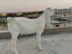 Gulabi Bakra / Goat Male 0