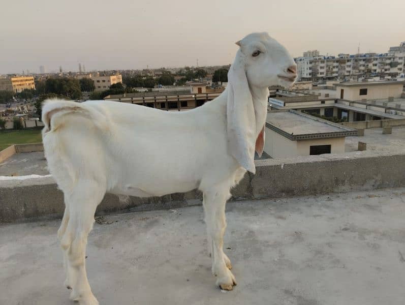 Gulabi Bakra / Goat Male 1