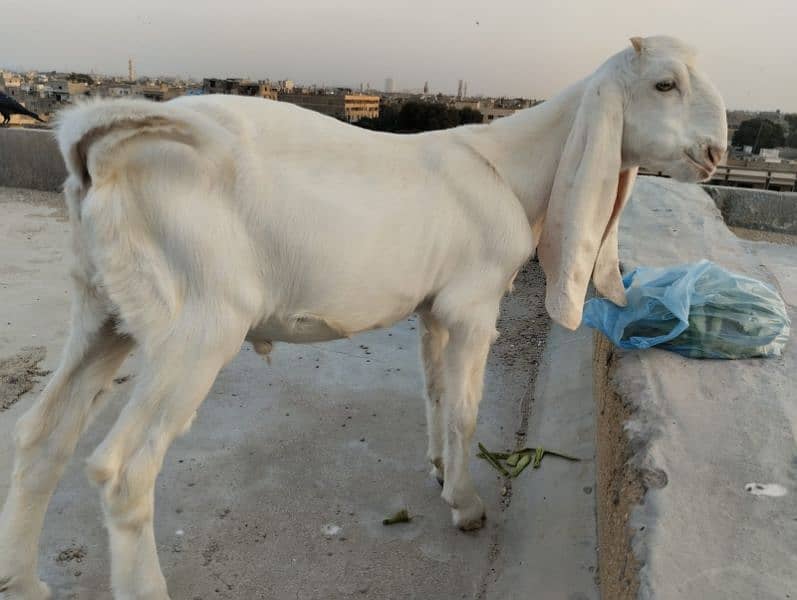 Gulabi Bakra / Goat Male 3