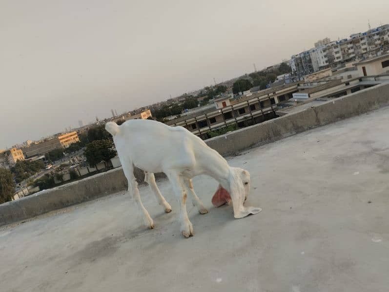 Gulabi Bakra / Goat Male 4