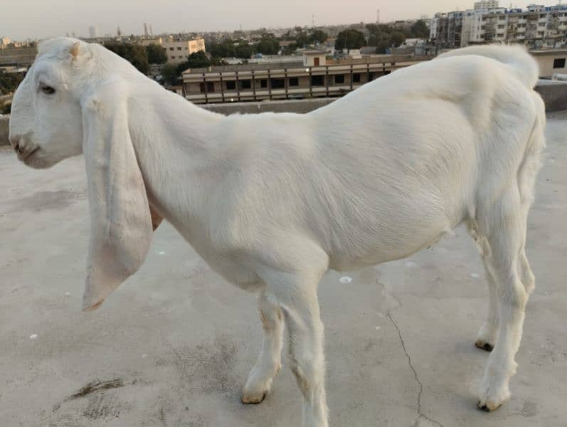 Gulabi Bakra / Goat Male 5