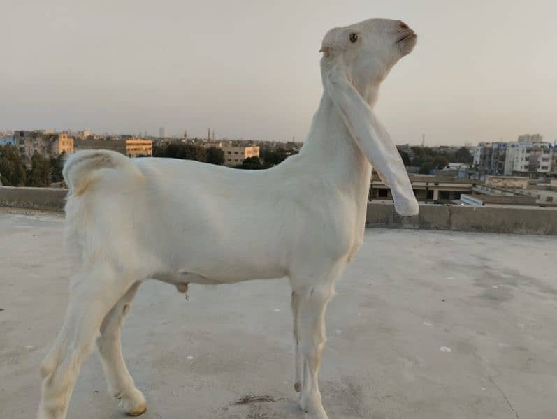 Gulabi Bakra / Goat Male 6