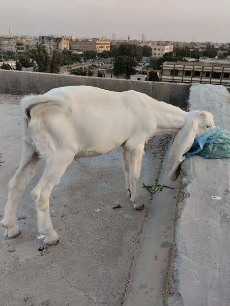 Gulabi Bakra / Goat Male 7