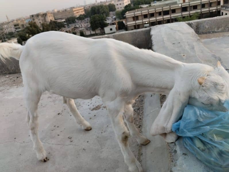 Gulabi Bakra / Goat Male 8