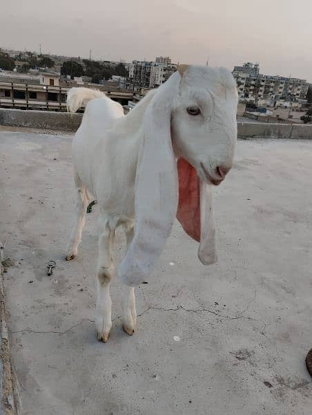 Gulabi Bakra / Goat Male 9