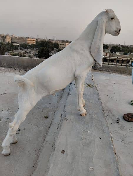 Gulabi Bakra / Goat Male 10