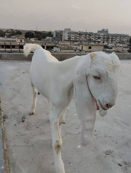 Gulabi Bakra / Goat Male 12