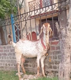 Dogoli bbakri dood wali very good condition