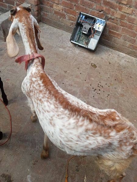 Dogoli bbakri dood wali very good condition 5