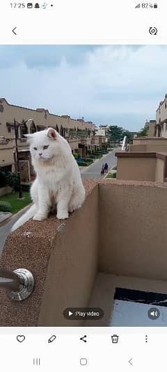 heavy bone male Persian long Coat