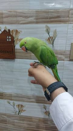 hand team parrot