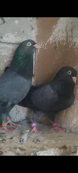 black teddy breeder pair for sale 1