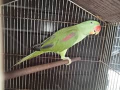 Raw parrot Male