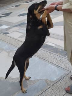 Doberman & Rottweiler cross breeder female dog.